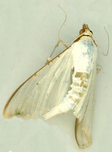 Cydalima pajnii Kirti & Rose